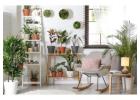 Buy the Best Indoor Plants in Melbourne