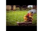 Reliable Chicken Wire Mesh Manufacturer – High Quality