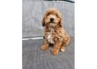 Adorable Toy Poodle Puppies |