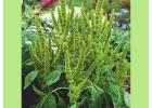 Amaranth Greens – A Nutritious Leafy Vegetable