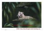 Bandhavgarh Safari  ticket