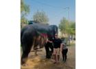 Elephant Sanctuary | Elephant Ride | Elephant Safari | Jaipur