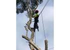 Tree Lopping Sydney