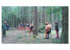 Tree Felling North Shore