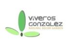 Comprar plantas colgantes de interior