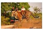 Best Wildlife Tour Packages in India – Book Now!