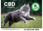 CBD For Pets – Happiness In Every Drop