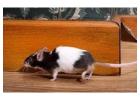 Rodent Pest Control | CPR Pest Services