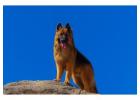 Ethically Bred Blue German Shepherds for Sale – Blue Sea Shepherds
