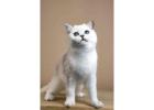 British Shorthair Kitten for Sale – Health Guarantee + Champion Lineage