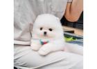 Cuccioli di Pomerania, Carlino e Yorkshire disponibili – Solo 600€ ciascuno!