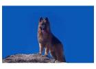 Choose King German Shepherd for Sale