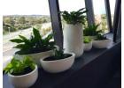 Office Plant Hire Melbourne – Green Your Workspace