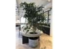 How Office Plant Hire Melbourne Improves Workplace Productivity