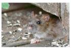 Rodent Control Central Coast