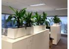 Corporate Plant Hire Melbourne – Premium Indoor Plant Solutions for Offices