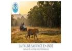 La faune sauvage en Inde : safari et nature exceptionnelle