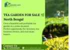 Tea Garden for Sale – Profitable Investment Opportunity
