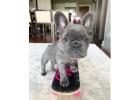 Familienfreundliche Bulldoggen Welpen Mit Liebe Aufgezogen