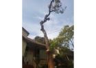 Tree Trimming Mosman - Sam's Tree Services North Shore