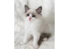 Zauberhafte Ragdoll Katzen – Züchter direkt, geprüfte Gesundheit