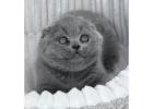 Scottish Fold Kitten gesucht? Hier werden Sie fündig!