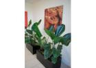 Corporate Plant Hire Melbourne – Premium Indoor Plant Services