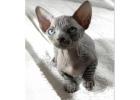 Sphynx Kitten gesucht? Hier werden Sie fündig!