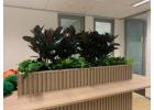 Indoor Plant Rental Victoria for Stylish Workspaces