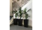 Plant Hire Clayton for Fresh and Stylish Workspaces