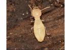Termite Removal | CPR Pest Services