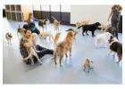 Dog Day Care 24 Hours Montavilla